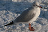 1cy Black-headed Gull in July. (85237 bytes)